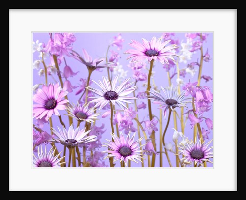 Meadow flowers by Assaf Frank